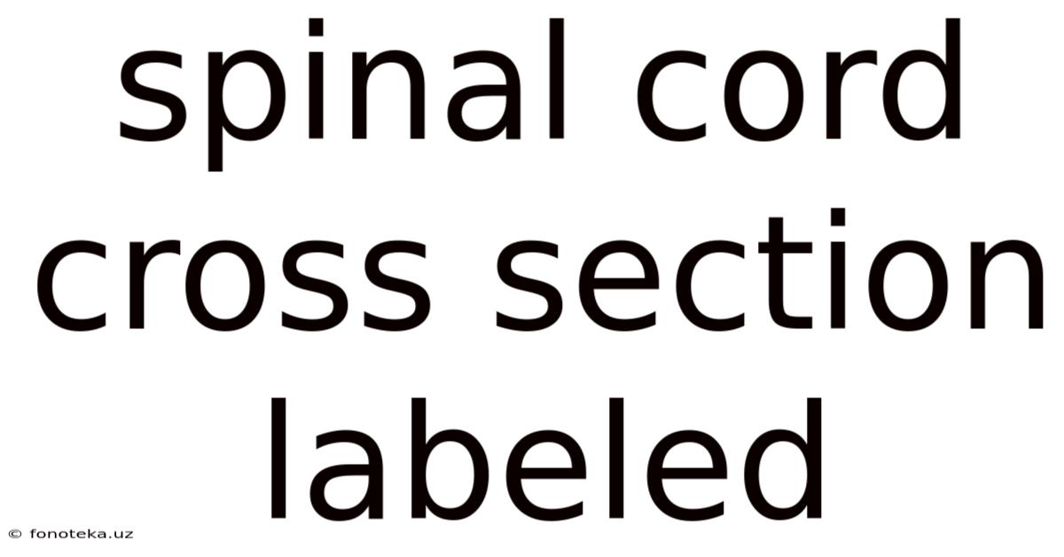 Spinal Cord Cross Section Labeled