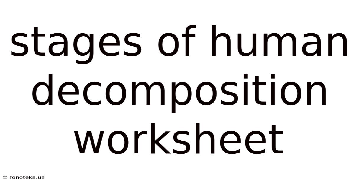 Stages Of Human Decomposition Worksheet