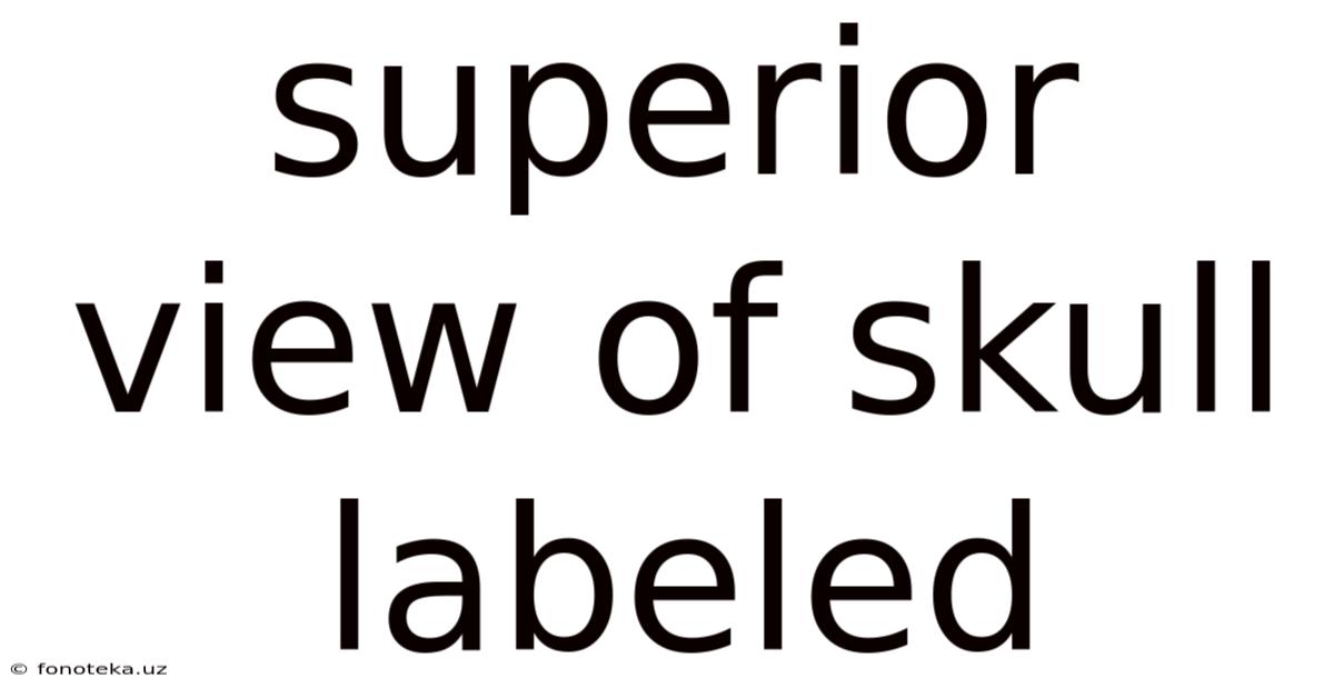 Superior View Of Skull Labeled