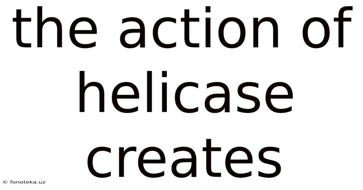 The Action Of Helicase Creates