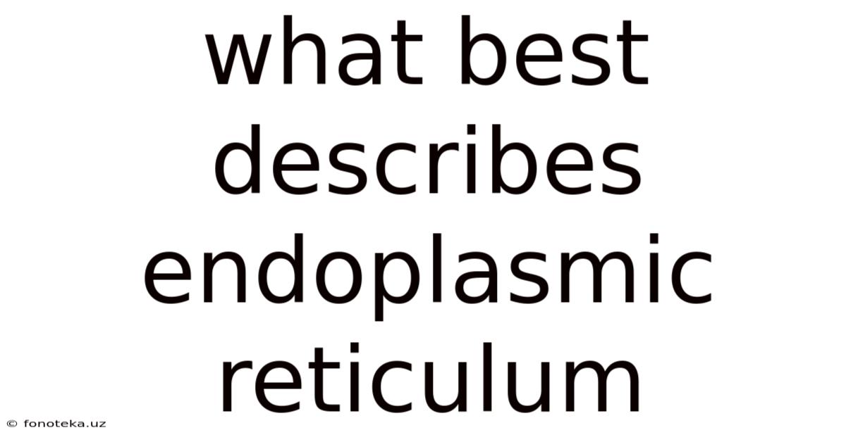 What Best Describes Endoplasmic Reticulum