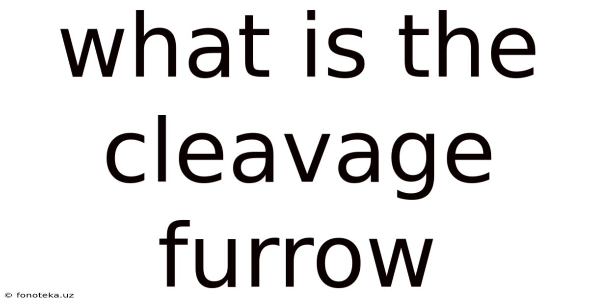 What Is The Cleavage Furrow
