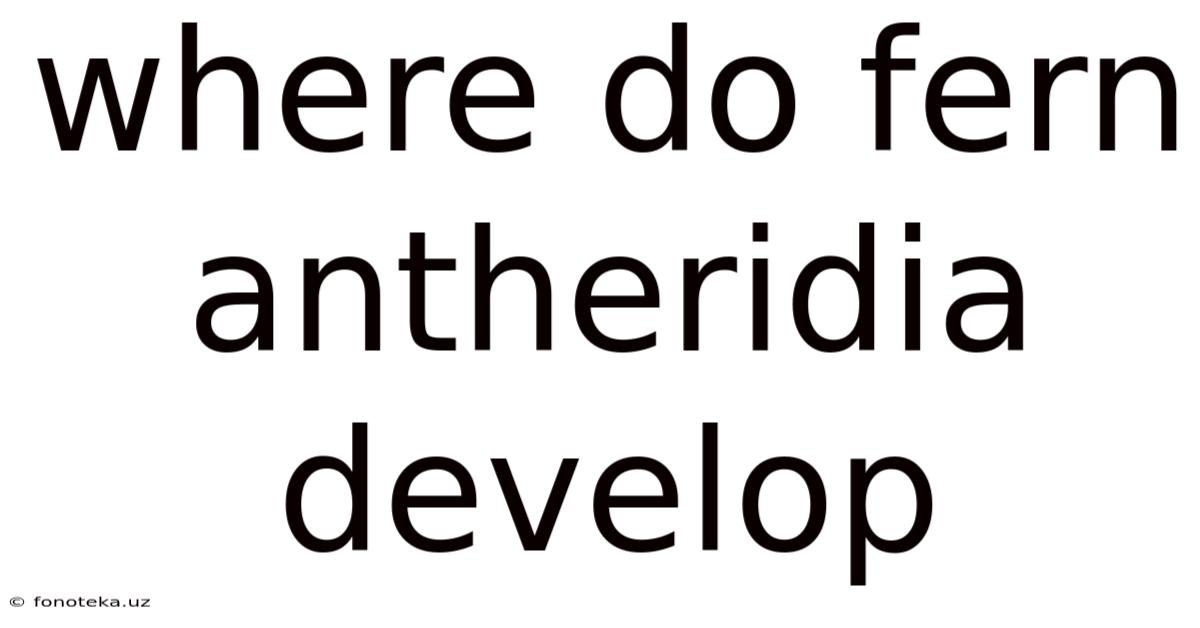 Where Do Fern Antheridia Develop