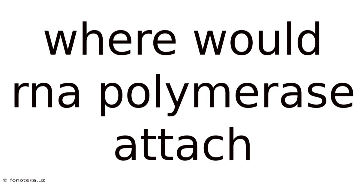 Where Would Rna Polymerase Attach