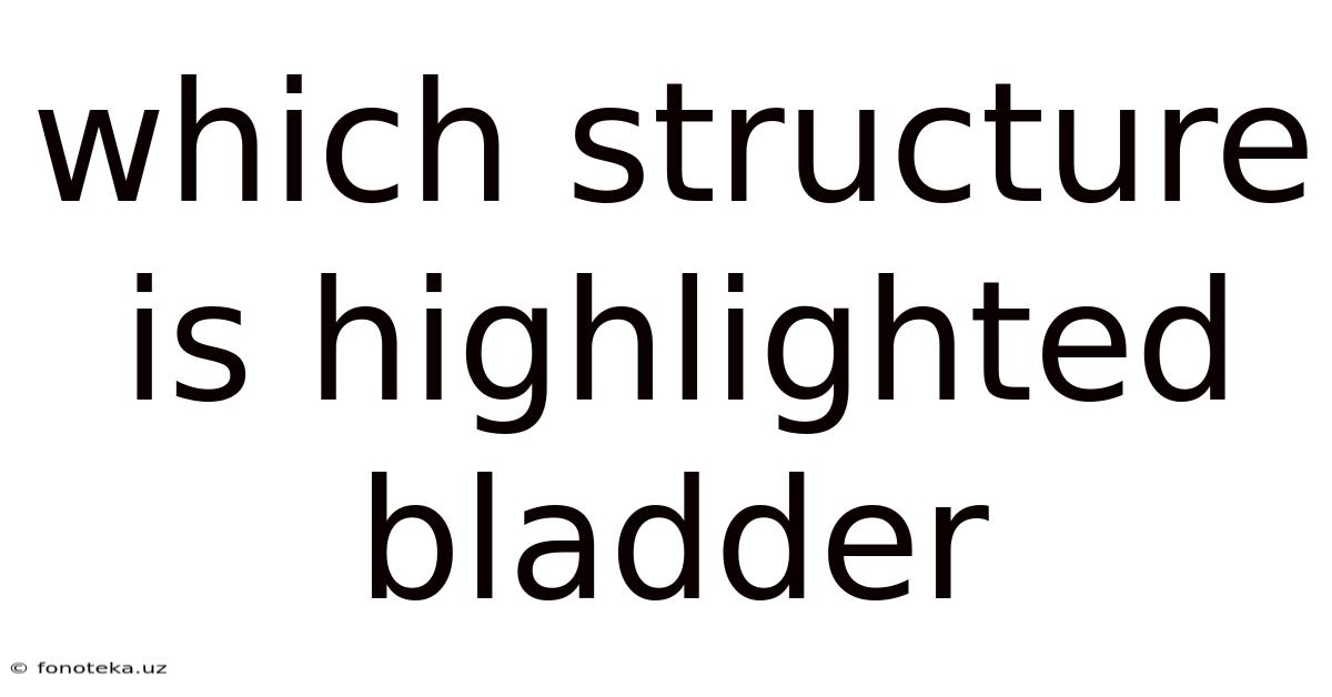 Which Structure Is Highlighted Bladder