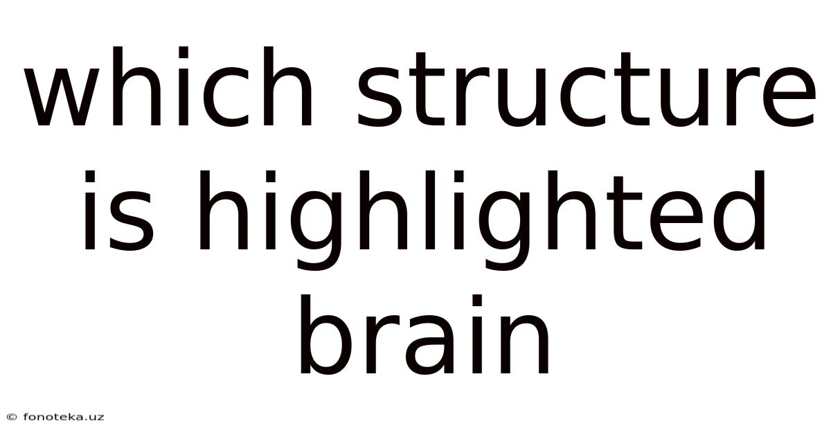 Which Structure Is Highlighted Brain