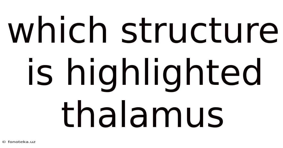 Which Structure Is Highlighted Thalamus